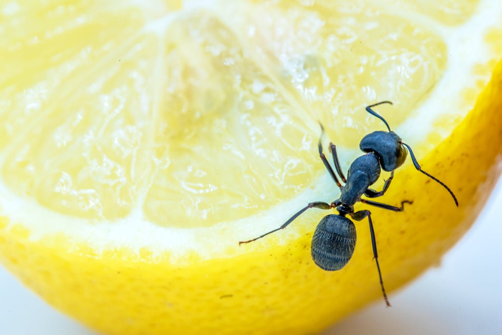 DIY non-toxic ant spray using safe household ingredients for ant elimination
