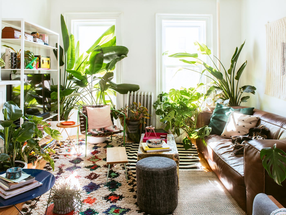 Houseplant decor ideas: A lush green snake plant in a modern white pot on a wooden shelf
