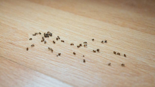 A group of ants crawling on a wooden floor, illustrating the need for ant control methods in the home.