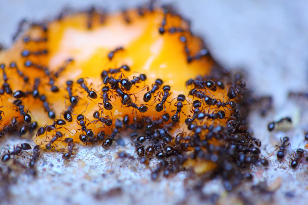 Eco-friendly ant bait for kitchen pest control without toxic chemicals