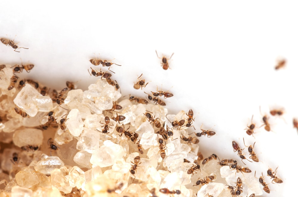 Non-toxic ant repellent using essential oils for effective pest control