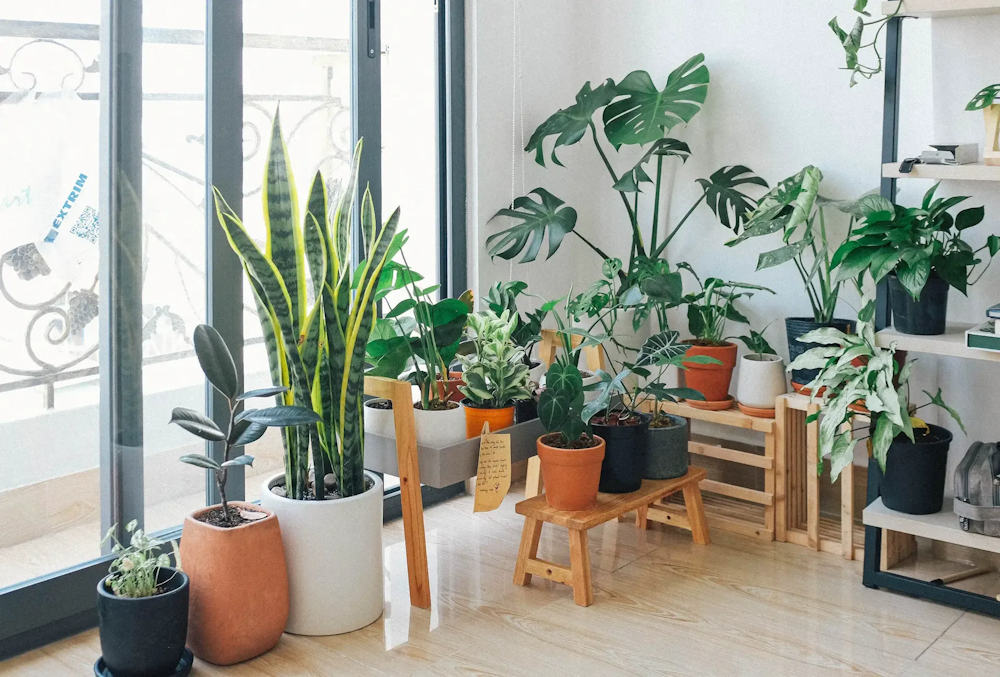Houseplant decor ideas: A stylish hanging macrame plant holder with cascading greenery